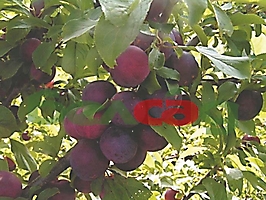 FRUIT CROPS