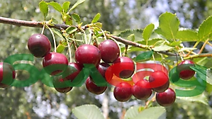 FRUIT CROPS