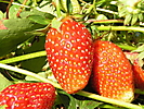 SMALL FRUIT CROPS