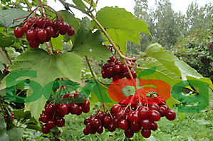 SMALL FRUIT CROPS