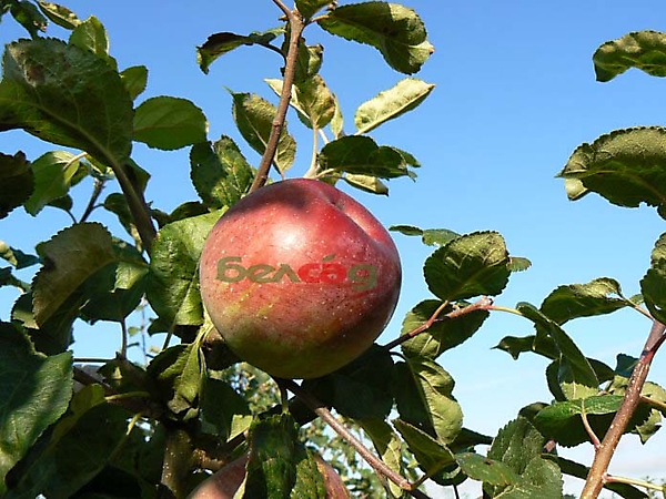 АЛЕСЯ<sup>®</sup>