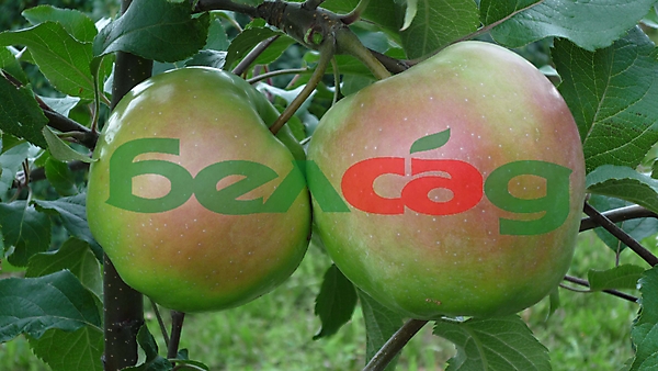 САКАВІТА
