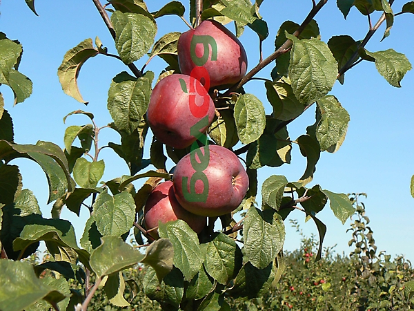 ЗОРКА<sup>®</sup>