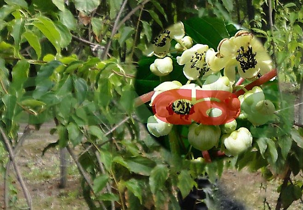 КАМАНДОР