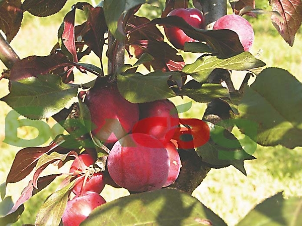 ЛАМА