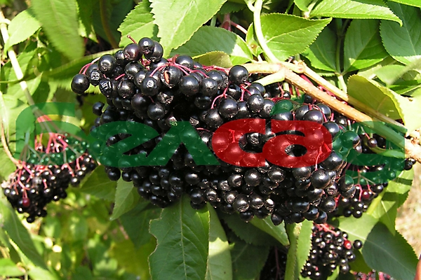 БАГАЦЦЕ